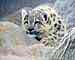 Snow Leopard 6 Snow Leopard 6